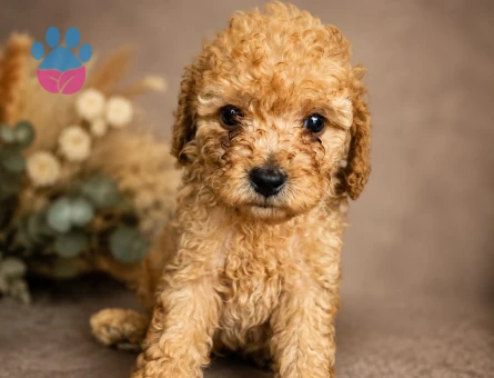 MALTİPOO CİNSİ YAVRULAR EV ÜRETİMİ - 5654