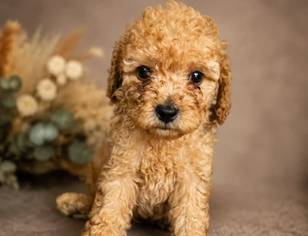 MALTİPOO CİNSİ YAVRULAR EV ÜRETİMİ - 5654