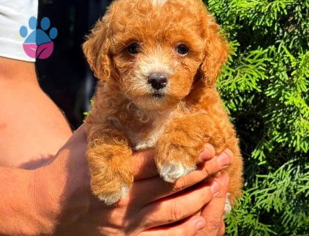 MALTİPOO CİNSİ YAVRULAR EV ÜRETİMİ