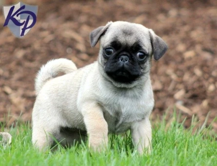 PUG MOPS YAVRULAR EV ÜRETİMİ - 5656