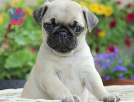 PUG MOPS YAVRULAR EV ÜRETİMİ