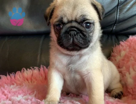 PUG MOPS YAVRULAR EV ÜRETİMİ