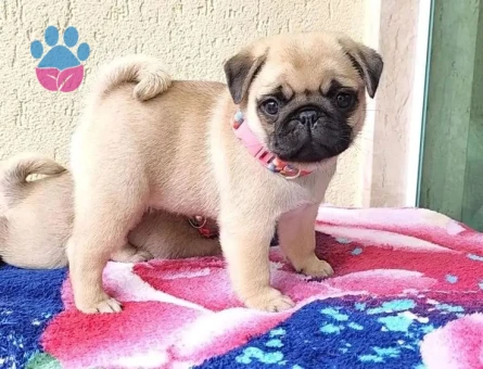 PUG MOPS YAVRULAR EV ÜRETİMİ