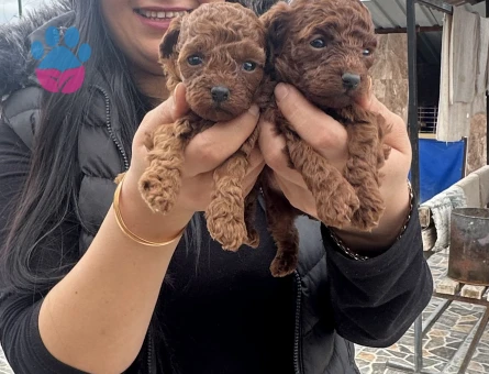 Sağlık ve ırk garantili toy poodle yavrularım - 5657