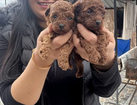 Sağlık ve ırk garantili toy poodle yavrularım - 5657