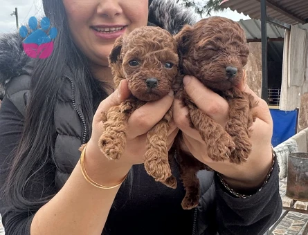Sağlık ve ırk garantili toy poodle yavrularım