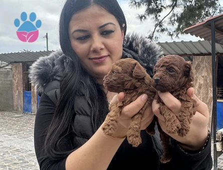Sağlık ve ırk garantili toy poodle yavrularım