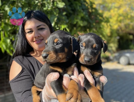 King doberman yavrularım - 5658