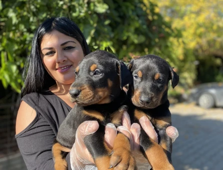 King doberman yavrularım - 5658