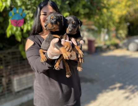 King doberman yavrularım