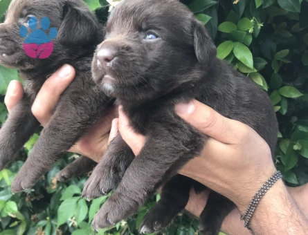 Labrador yavrularım
