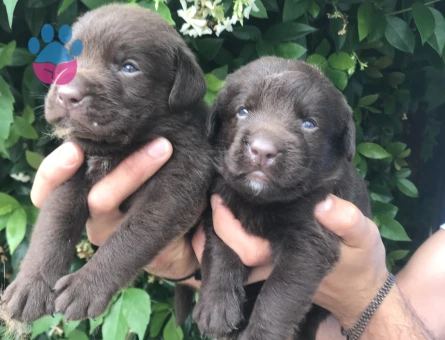 Labrador yavrularım - 5659