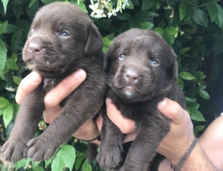 Labrador yavrularım - 5659