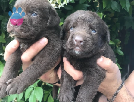 Labrador yavrularım
