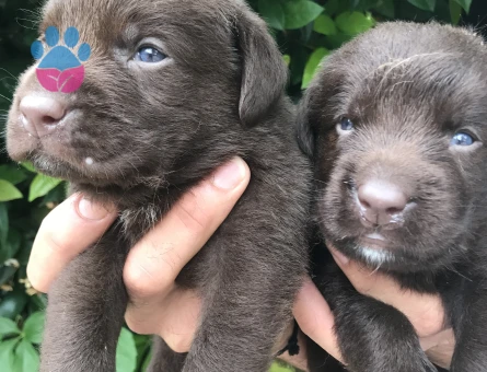 Labrador yavrularım