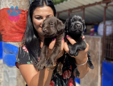 Siyah labrador yavrularım
