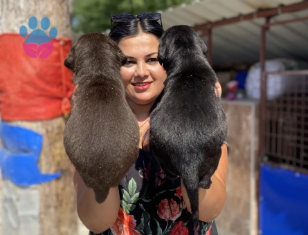 Siyah labrador yavrularım
