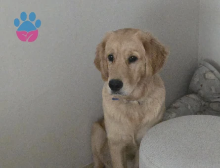 8 aylık erkek golden retriver bobiii - 5661