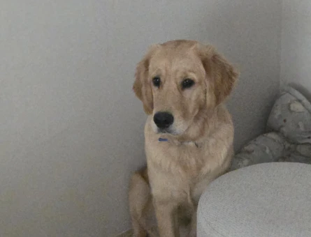 8 aylık erkek golden retriver bobiii - 5661