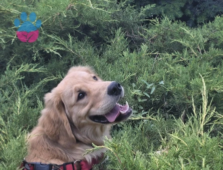 8 aylık erkek golden retriver bobiii