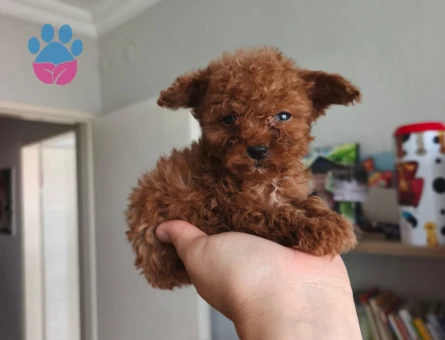 Teacup poodle yavrularımız