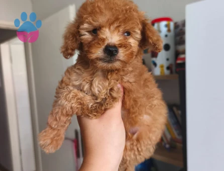 Toy poodle yavrularımız