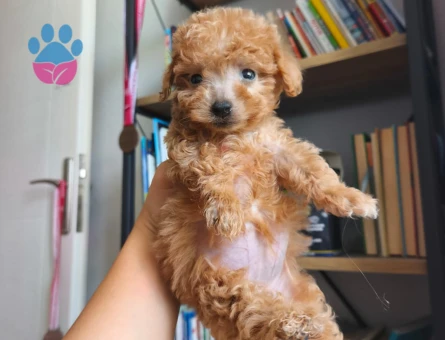 Toy poodle yavrularımız - 5670