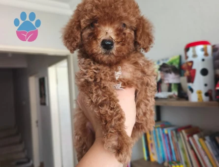 Toy poodle yavrularımız