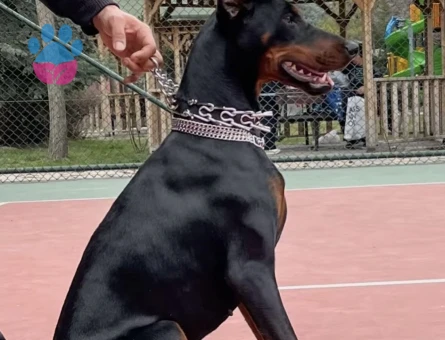 EUROPEAN MEDİUM KİNG DOBERMAN - 5672
