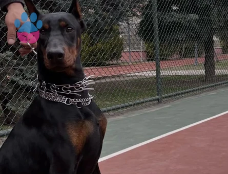 EUROPEAN MEDİUM KİNG DOBERMAN