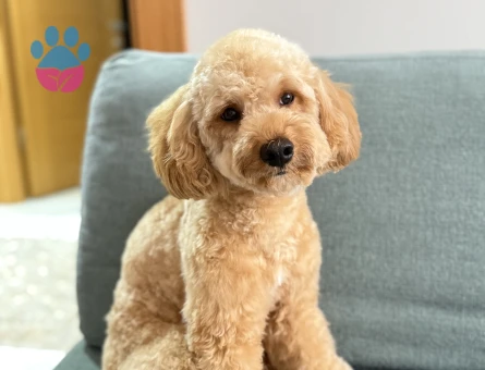 Toy poodle