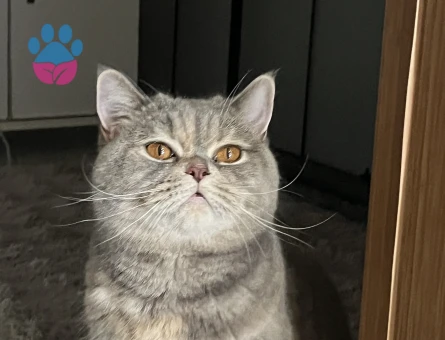 British Shorthair Bal Kızım