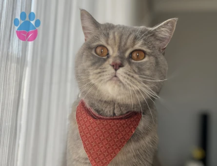 British Shorthair Bal Kızım