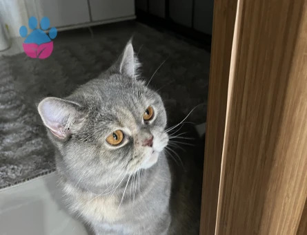 British Shorthair Bal Kızım