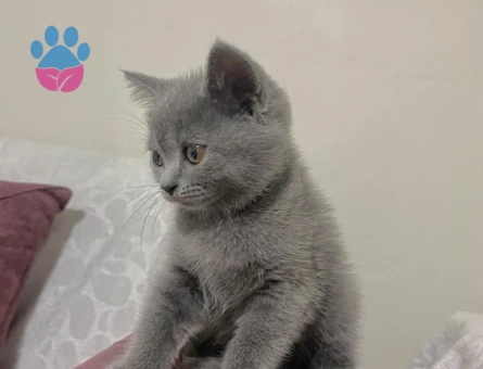 British Short Hair kedi sahiplendirme