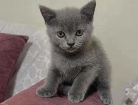 British Short Hair kedi sahiplendirme