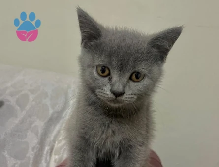 British Short Hair kedi sahiplendirme