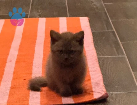 Güzel Huylu Cinnamon British Shorthair