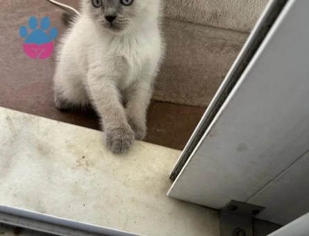 2 aylık british shorthair point dişi-erkek kediler