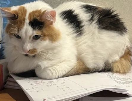 Tekir 4 Yaşında Acil Yuva Aranıyor - 7270