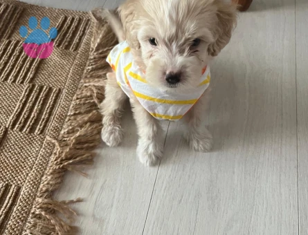ACİL ! Maltipoo dostumuz için sıcak bir yuva arıyoruz - 7271 - Görsel 3