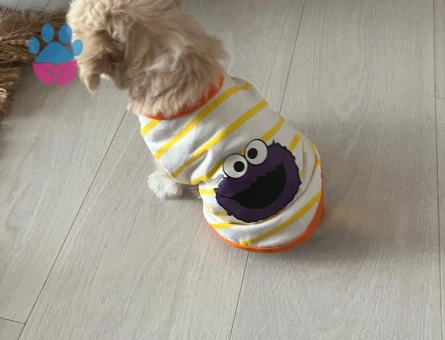 ACİL ! Maltipoo dostumuz için sıcak bir yuva arıyoruz - 7271