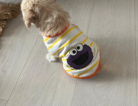 ACİL ! Maltipoo dostumuz için sıcak bir yuva arıyoruz - 7271