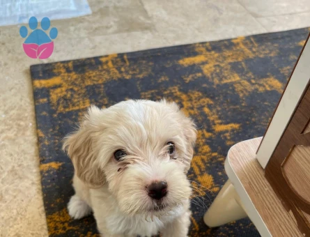 ACİL ! Maltipoo dostumuz için sıcak bir yuva arıyoruz - 7271 - Görsel 4