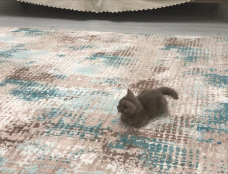 2 aylık british shorthair - 7273