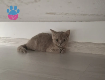 2 aylık british shorthair - 7273 - Görsel 3