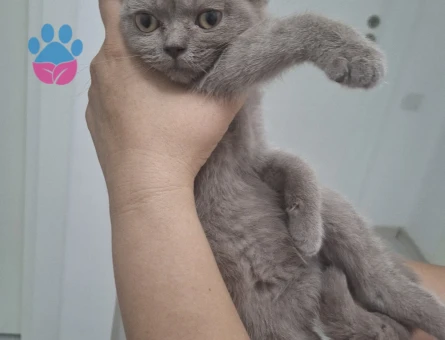 2 aylık british shorthair - 7273 - Görsel 4