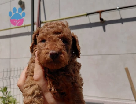 ÇOK TATLI TOY POODLE YAVRULARIMIZ YENİ YUVALARINI ARIYOR! - 7274