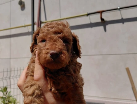 ÇOK TATLI TOY POODLE YAVRULARIMIZ YENİ YUVALARINI ARIYOR! - 7274