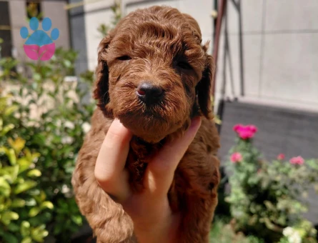 ÇOK TATLI TOY POODLE YAVRULARIMIZ YENİ YUVALARINI ARIYOR! - 7274 - Görsel 3